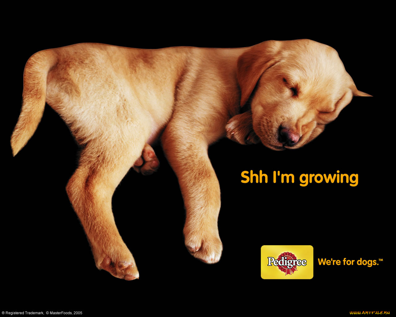 , pedigree